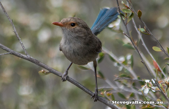 Splendid Fairy-wren