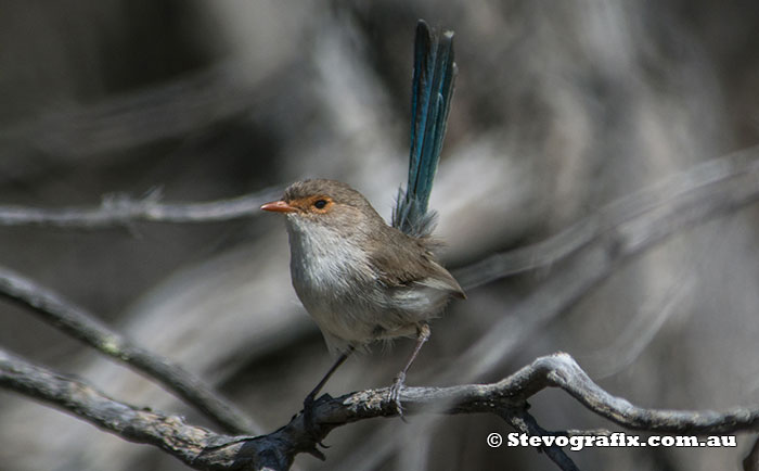 Female Splendid Fairy-wren