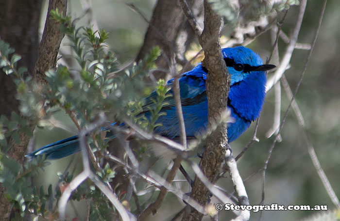 Splendid Fairy-wren