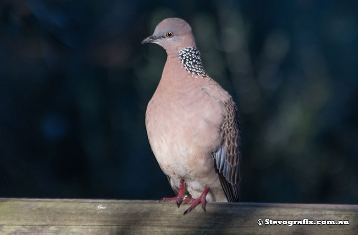 Spotted Dove