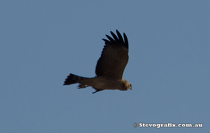 Spotted Harrier