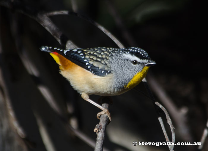 Spotted Pardalote male