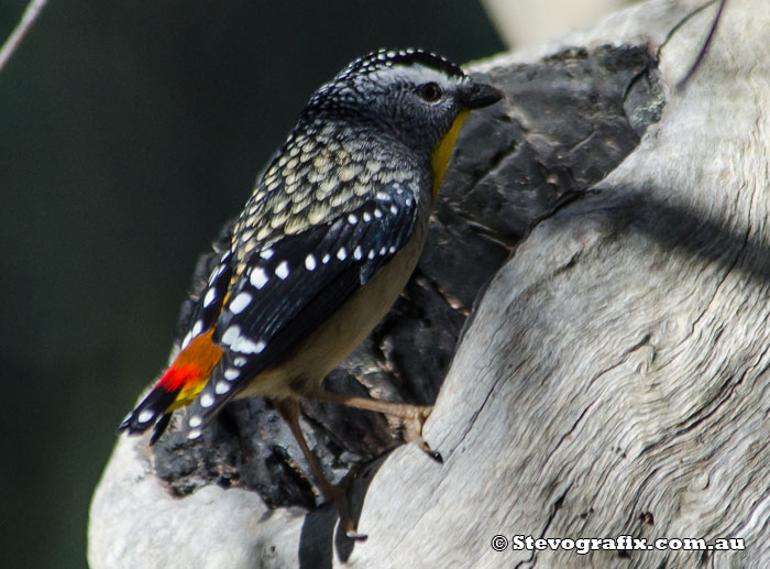 Spotted Pardalote male