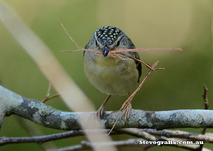 Spotted Pardalote female