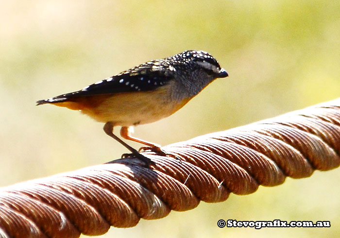 Spotted Pardalote