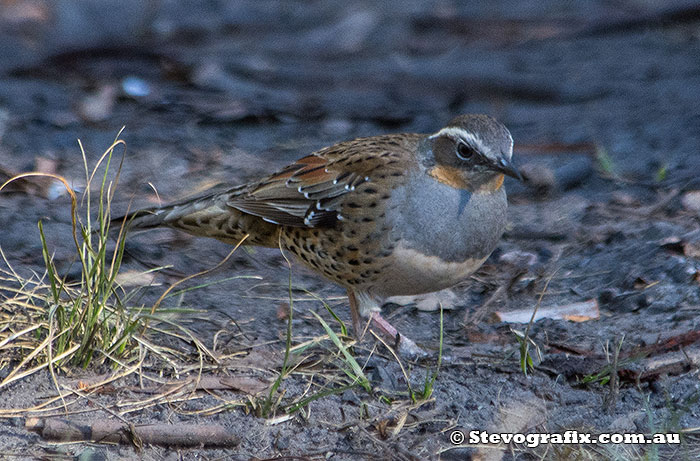 Female Spotted Quail-thrush