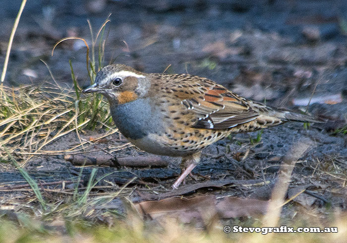 Female Spotted Quail-thrush