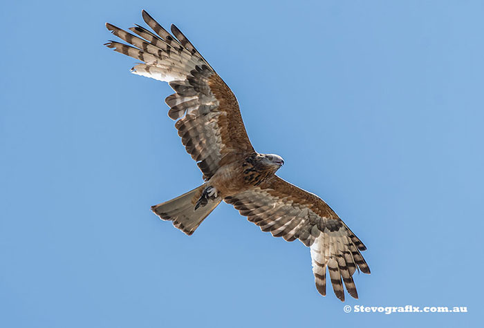 Square-tailed Kite