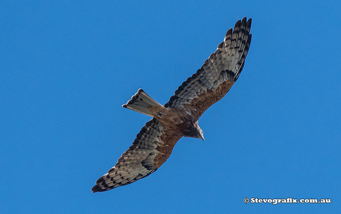 Square-tailed Kite