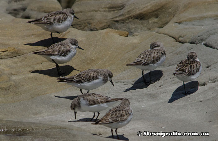 Red-necked Stints