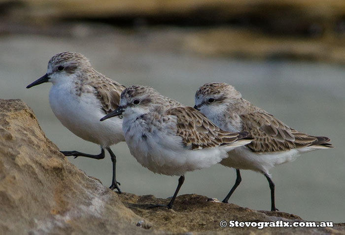 Red-necked Stints