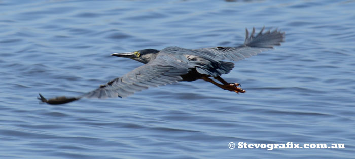 Striated Heron Flying