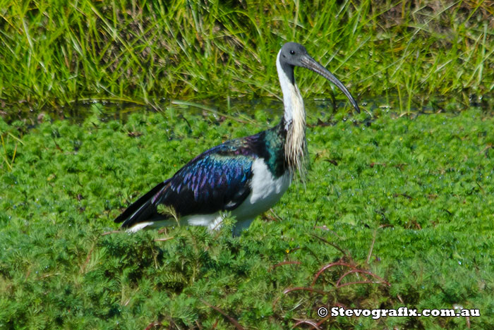 Straw-necked Ibis