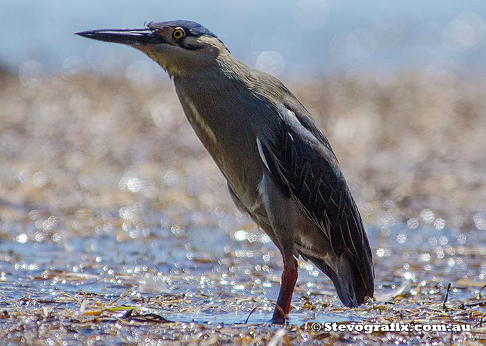 Striated Heron