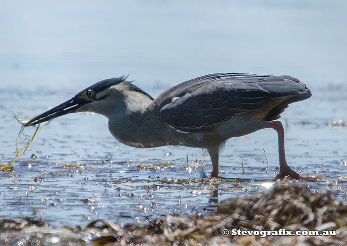 Striated Heron