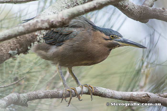 Striated Heron