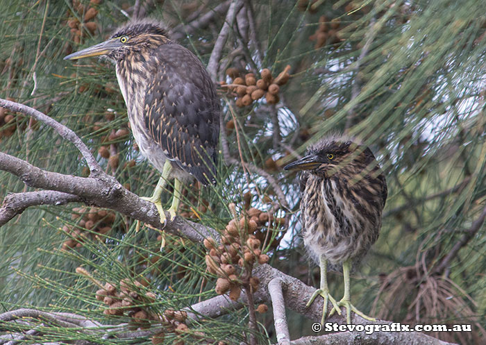 Juvenile Striated Heron