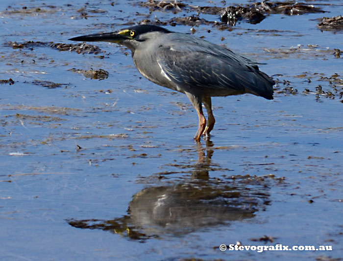 Striated Heron