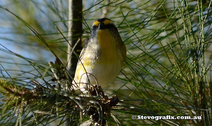 Striated Pardolote