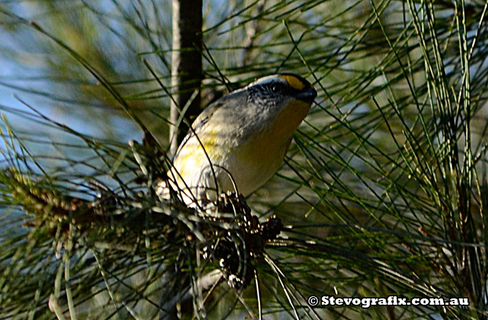 Striated Pardolote