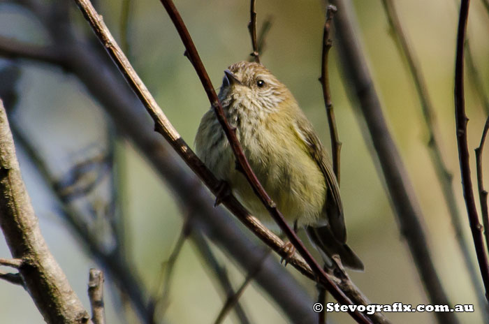 Striated Thornbill Brisbane Water National Park, near Woy Woy, NSW July 2014