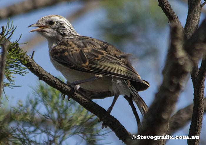 Juvenile Striped Honeyeater