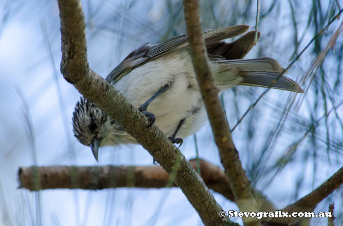 Striped Honeyeater