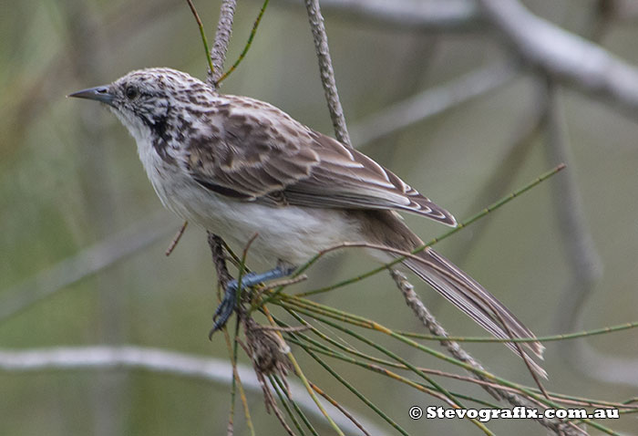 Juvenile Striped Honeyeater