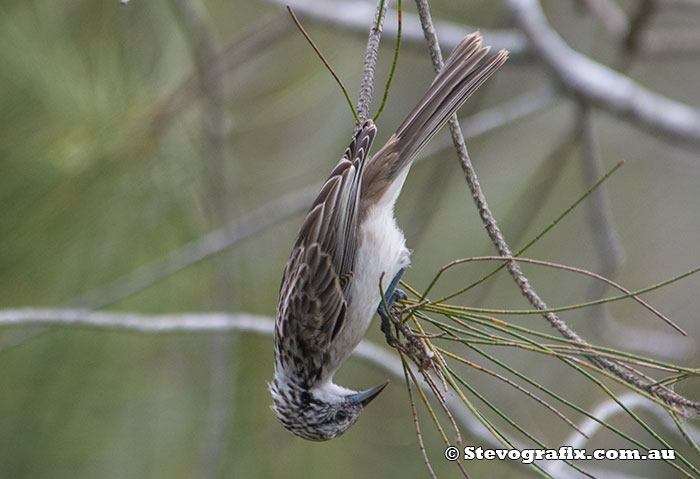 Juvenile Striped Honeyeater