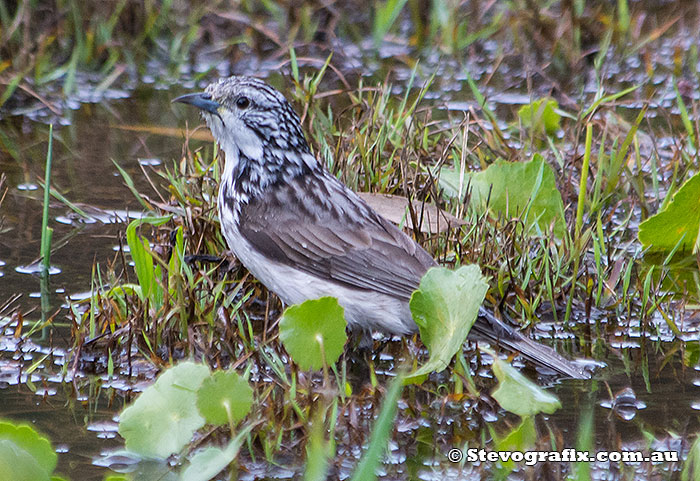 Striped Honeyeater