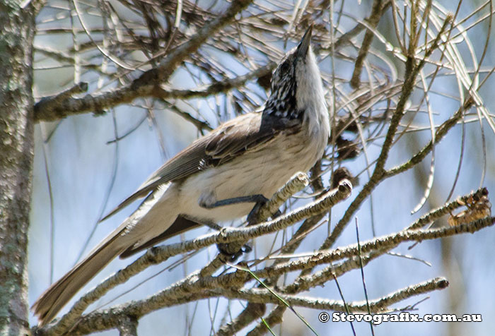 Striped Honeyeater