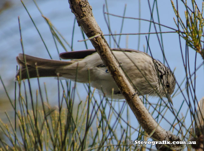 Striped Honeyeater