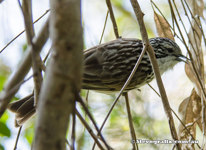 Striped Honeyeater Rear View