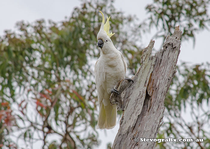 Sulphur-crested-cockatoo