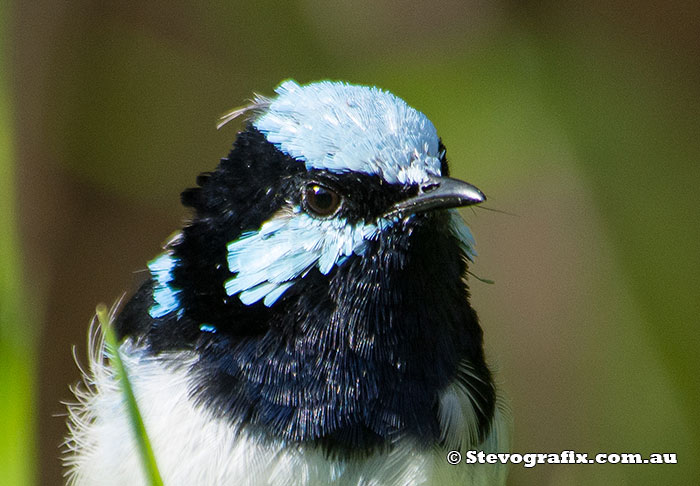 male Suberb Fairy-wren