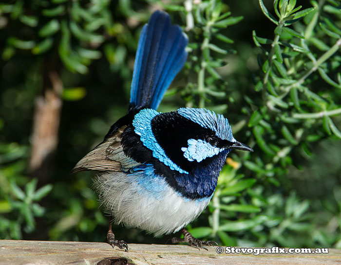 Male Superb Fairy-wren