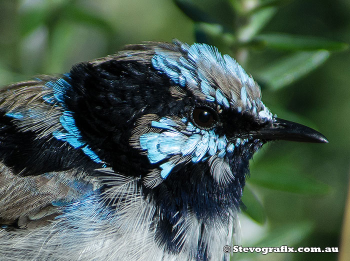 eclipse male Suberb Fairy-wren