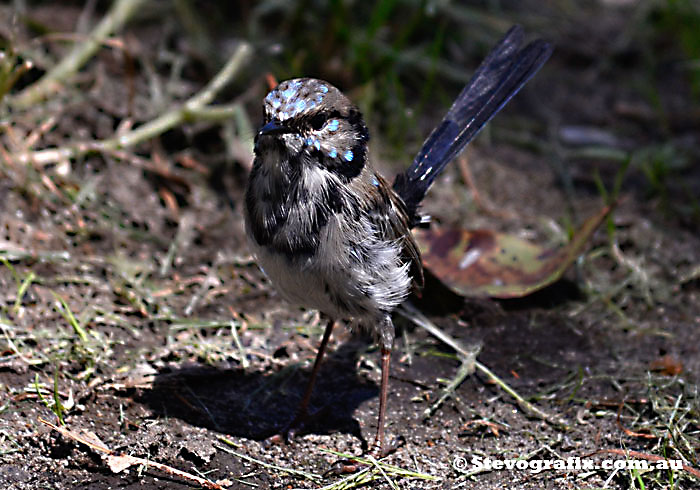 Male Superb Fairy-wren losing his breeding colours