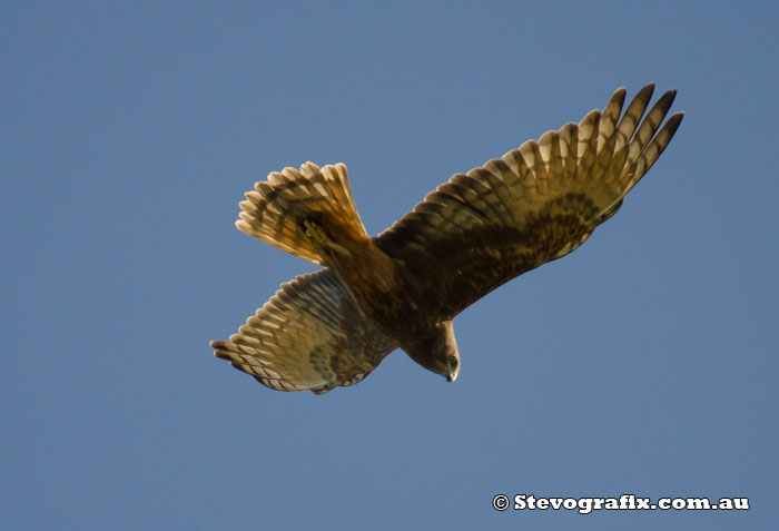 Swamp Harrier