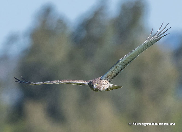 Swamp Harrier