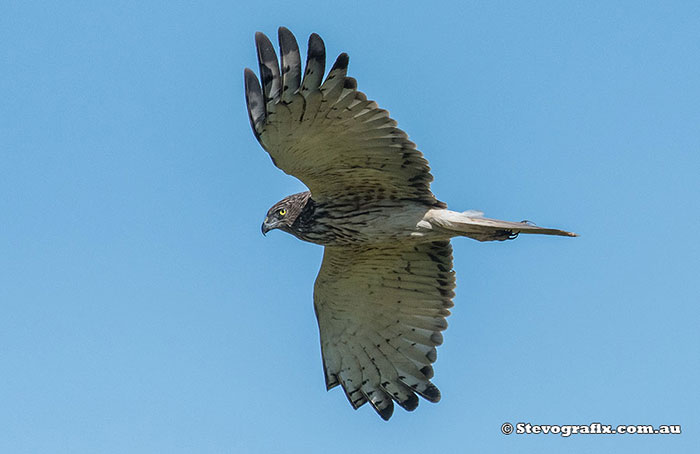 Swamp Harrier