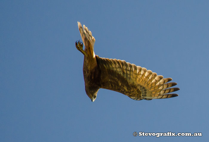 Swamp Harrier, Wyong Aug 2013