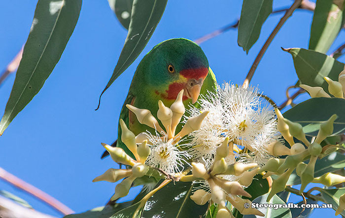 Swift Parrot