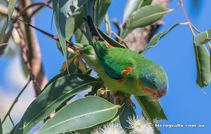 Swift Parrot