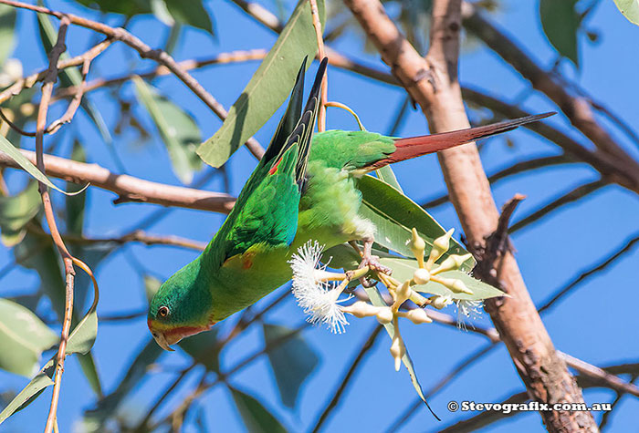 Swift Parrot