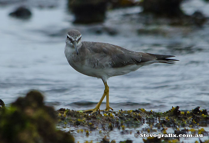 Grey-tailed Tattler