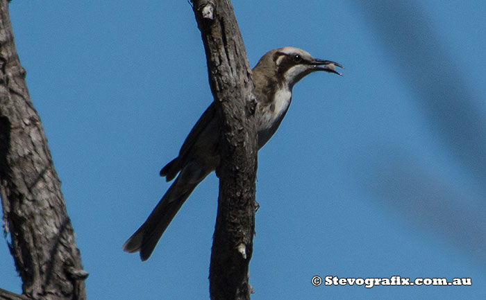 Tawny-crowned Honeyeater