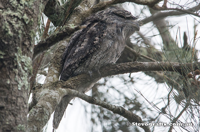 Tawny Frogmouth