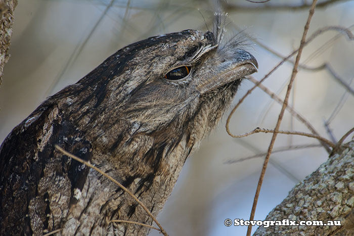 Tawny Frogmouth