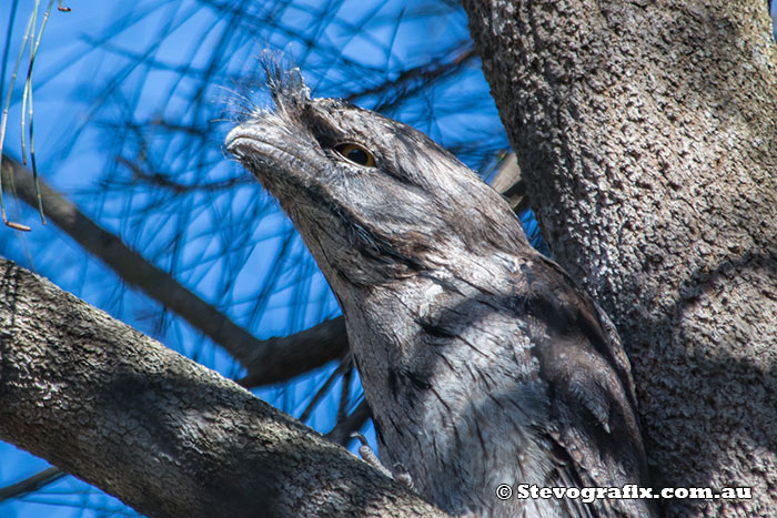 Tawny Frogmouth profile